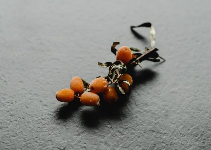 Detailed view of ripe sea buckthorn berries on a gray slate background, showcasing texture and color.